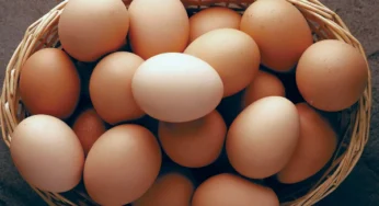 முட்டையின் விலையில் வீழ்ச்சி