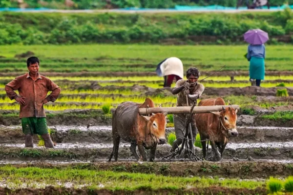 உரமானியம் கிடைக்காததால் வேதனையில் விவசாயிகள்