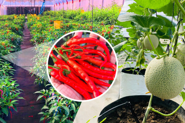 DIMO Agritech Introduces New Solutions to Mitigate Impact of Climate Change on Crops with Advisory Service