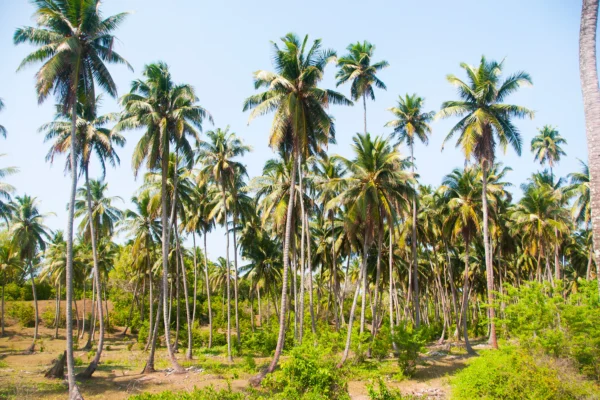 தென்னை பயிர்ச்செய்கை சபையின் விசேட வேலைத்திட்டம்